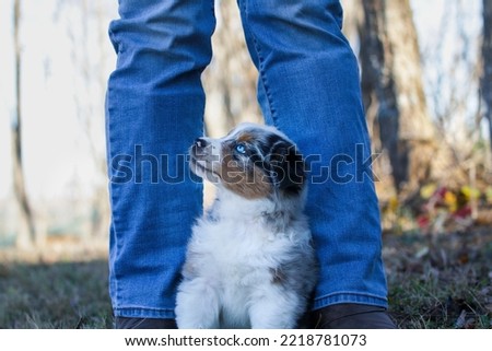 Beautiful juvenile male Blue Merle Australian Shepherd dog puppy sitting at a woman's feet.  Selective focus with blurred background. Looking up at woman.