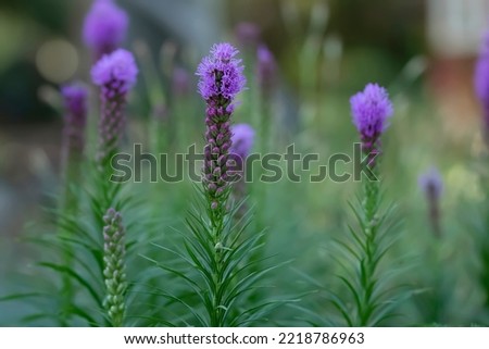 Liatris Blazing star purple spikes of bloom  with green foliage in the garden. Royalty-Free Stock Photo #2218786963