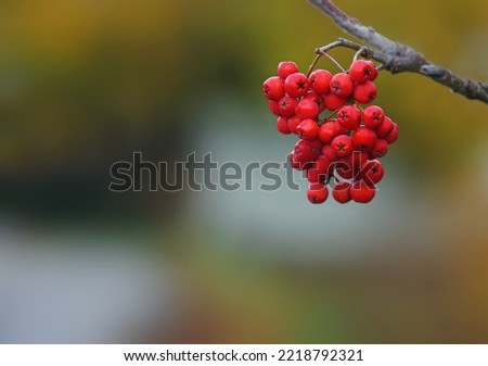         Rowan on a branch. Red rowan. Rowan berries on rowan tree. Sorbus aucuparia.                  