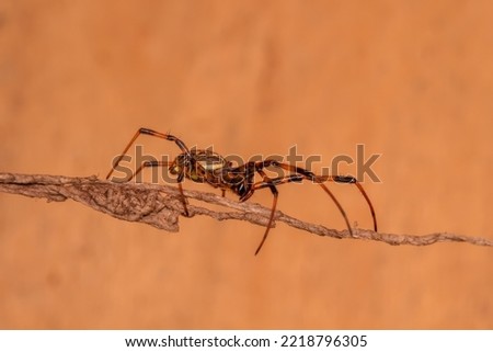 Awesome picture of Scytodes globula

Spider

