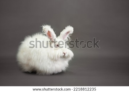 Fluffy white rabbit of the Angora breed, on a gray background, shooting in the studio. Royalty-Free Stock Photo #2218812235