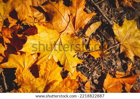 Yellow autumn maple leaves lie on black ground in rays of setting sun..