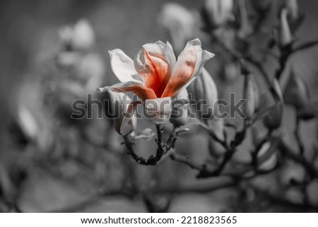 Beautiful magnolia tree blossoms in springtime. Bright magnolia flower against blue sky. Romantic floral background. Creative toned photo