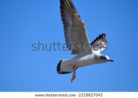 Gulls or seagulls are seabirds of the family Laridae. Gulls are usually grey or white, often with black markings on the head or wings.