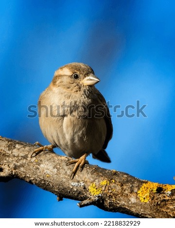 Sparrow Portrait on Blue Background