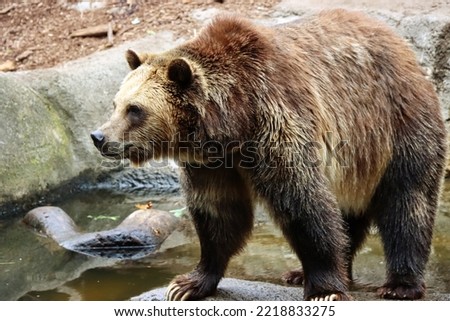 Grizzly bear close up of face bear walking on all fours large head and dangerous animal