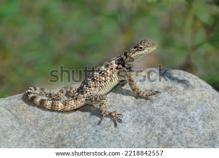 USA, New Mexico. Crevice spiny lizard on rock. Royalty-Free Stock Photo #2218842557