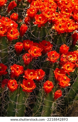 USA, New Mexico, Sandoval County. Claret cup cactus flowers blooming. Royalty-Free Stock Photo #2218842893