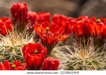 USA, New Mexico, Sandia Mountains. Claret-cup cactus blossoms. Royalty-Free Stock Photo #2218842909