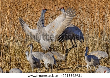 Sandhill crane fighting at a crop field. Bosque del Apache National Wildlife Refuge, New Mexico Royalty-Free Stock Photo #2218842931