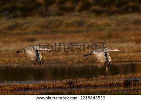 Sandhill crane flying. Bosque del Apache National Wildlife Refuge, New Mexico Royalty-Free Stock Photo #2218843559