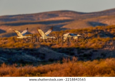 Sandhill crane flying. Bosque del Apache National Wildlife Refuge, New Mexico Royalty-Free Stock Photo #2218843565