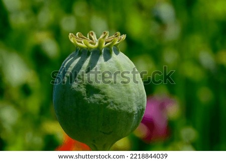portrait mode picture of poppy pods plant 