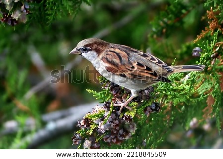 fantastic picture of true sparrow bird