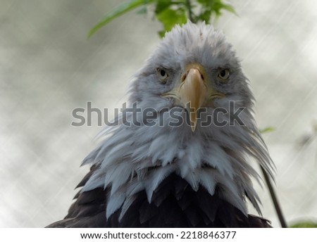 Bald Headed Eagle, close up shot with blurred background.