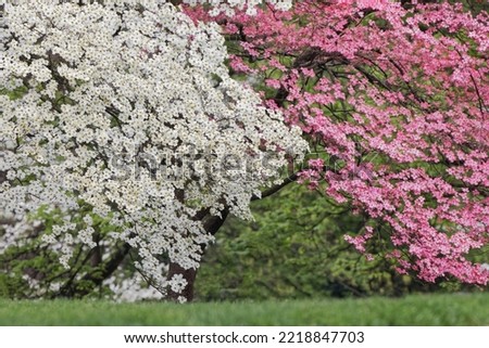 Pink and white flowering dogwood trees, Kentucky Royalty-Free Stock Photo #2218847703