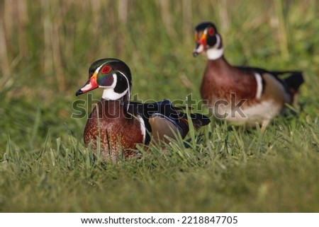 Male, wood Duck, Kentucky Stock image.