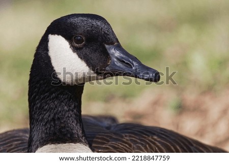 Canada goose, Kentucky Stock image.