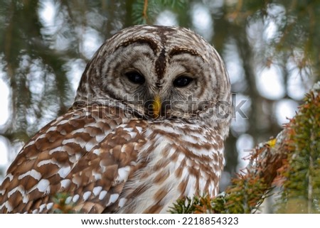 A beautiful Barred Owl resting high in the branches of a Pine Tree on a cold winter day.