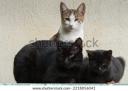 Three Common European Cats Standing on a Building Are Creating a Beautiful Family Portrait