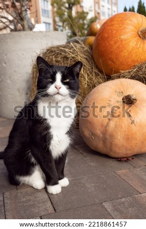 black and white cat sits next to pumpkins on street, halloween