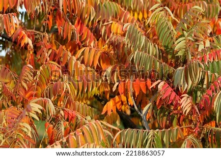 Autumn trees in the park. Orange leaves on a branch. background image