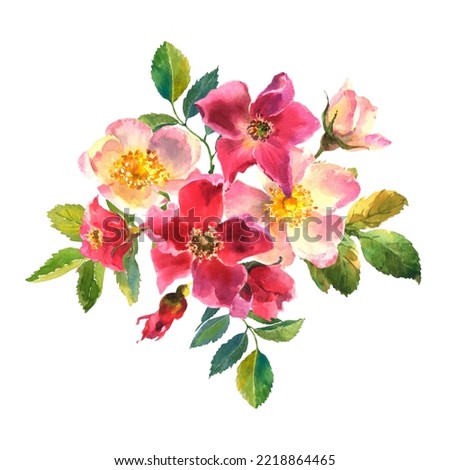 Watercolor botanical illustration, white and pink dog rose flowers, rosehip arrangement clip art.