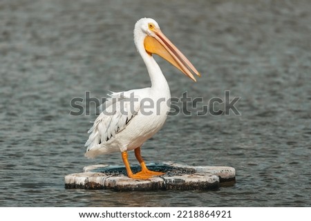A White Pelican in Harlingen Texas
