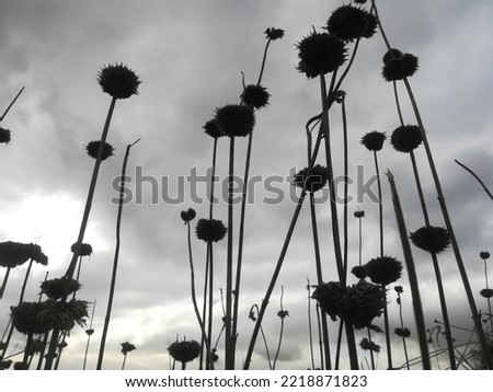 Thistle Flowers Silhouette background with clouds