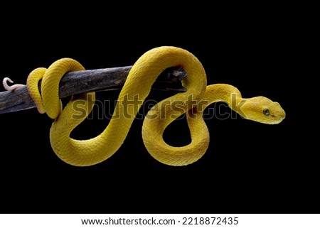 The Yellow White-lipped Pit Viper (Trimeresurus insularis) closeup on branch with black background, Yellow White-lipped Pit Viper closeup