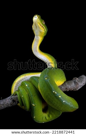 Morelia azurea pulcher Timika, Green tree python snake on branch, Chondropython viridis snake closeup with black background, Indonesian Morelia viridis snake Royalty-Free Stock Photo #2218872441