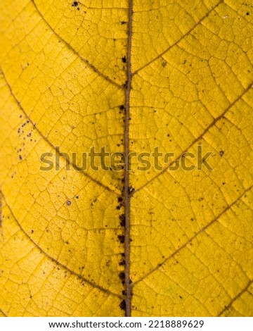 A macro picture taken of a fallen leaf