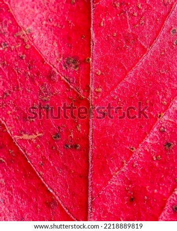 A macro picture of a fallen leaf in Autumn