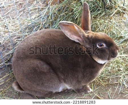 Chocolate Rex Rabbit On Ground
