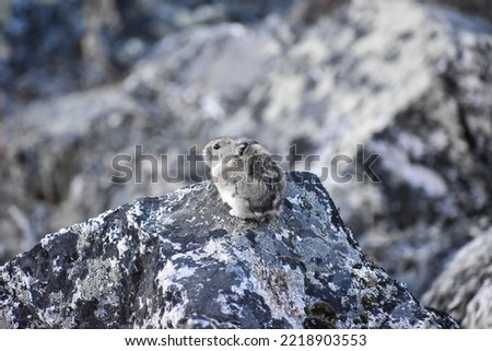 PIka in Denali National Park Royalty-Free Stock Photo #2218903553