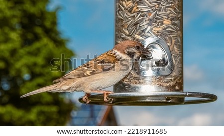 Eurasian tree sparrow, Passer montanus, at a bird feeder on a sunny summer day Royalty-Free Stock Photo #2218911685
