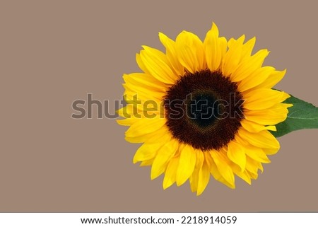 Yellow Sunflower Royalty Free Photo