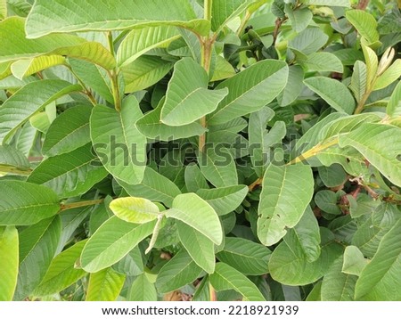 leaves of guava that are so fresh and green