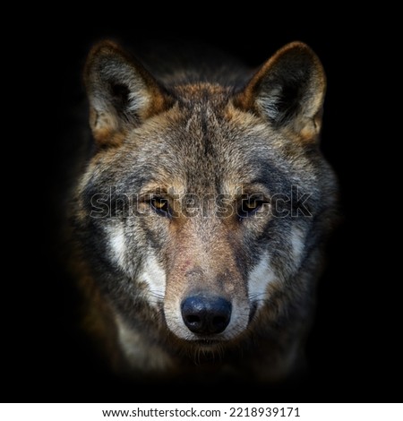 Wolf portrait on dark background. Wildlife scene from nature. Wild animal in the natural habitat