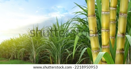 Sugar cane stalks with sugar cane plantation background. Royalty-Free Stock Photo #2218950953
