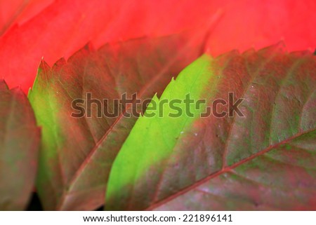 Autumn colorful Leaves