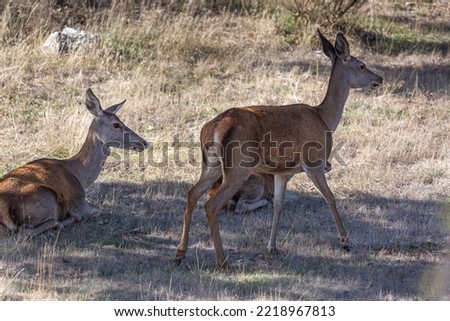 Cervus elaphus. Females of common or European deer. Royalty-Free Stock Photo #2218967813