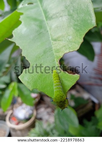 green caterpillar that eats soursop leaves