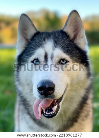 Portrait of a Siberian Husky with blue eyes and tongue hanging out outdoors. Close up vertical photo
