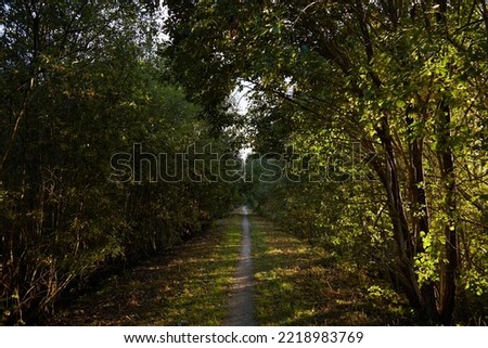 Path in the forest with trees covered with leaves, selective focus. High quality photo