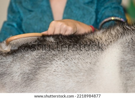 Woman vigorously brushing her dogs hair against the grain. Selective focus Royalty-Free Stock Photo #2218984877