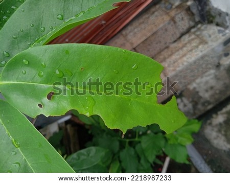 Soursop leaves that are damaged are eaten by caterpillars