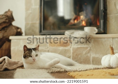 Cute cat relaxing on cozy rug at fireplace. Portrait of adorable kitty lying at warm fireplace with autumn decor and firewood stack in rustic farmhouse. Autumn hygge