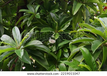 Dillenia indica (elephant apple) in green leaf background