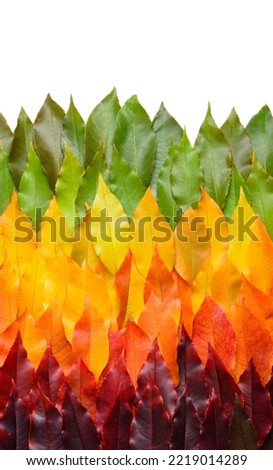 Autumn leaves gradient transition arrangement border isolated on white background. Fall leaf rainbow pattern.